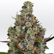 Rainbow Road - Feminized - Paradise Seeds