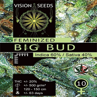 Vision Seeds Big Bud Feminised
