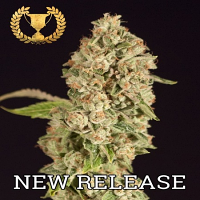Devil’s Harvest Seeds OG Reekn Feminized