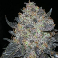 Cali Connection Seeds Blackwater Regular