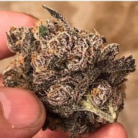 Muffin Limburger - Regular - Massive Creations