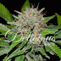 Delicious Seeds Deep Mandarin Feminized