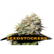 Bruce Banner - Feminized - Seed Stockers