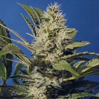 T.H.Seeds Chocolate Chunk Feminized