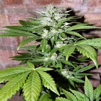 Bulk Seeds Auto Hindu Kush Feminized