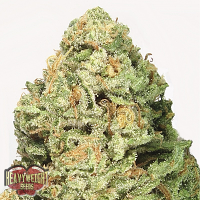 Heavyweight Seeds Fruit Punch Feminized