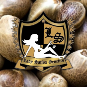 ODV3 - Regular - Lady Sativa Genetics