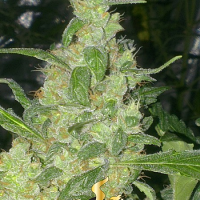 Super Strains Seeds Turing Auto Feminized