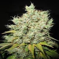 Ultra Genetics Seeds MAK 10 Regular