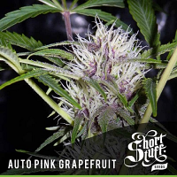 Shortstuff Seeds Auto Pink Grapefruit Feminised