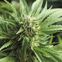 KUSH Seeds Blueberry Kush Feminized