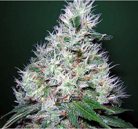 Bulk Seeds Bubble G Feminized