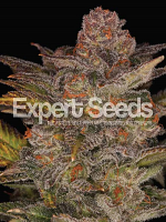 Bulk Exclusive Seeds Glueberry Auto Feminized