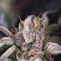 Cookies USA - Feminized - Pyramid Seeds