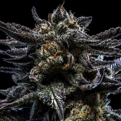Zombie Kush S1 - Feminized - Ripper Seeds