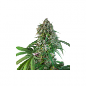 Karel's Herer Haze - Regular - Super Sativa Seed Club