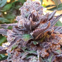 Pheno Finder Seeds Purple Strawberry Bliss Feminized
