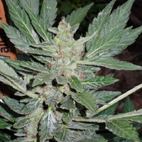 Shortstuff Seeds Dr. Feelgood Auto Feminised