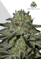Auto Seeds Kush Doctor Auto Feminized