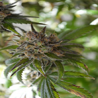 TGA Subcool Seeds Space Candy Regular