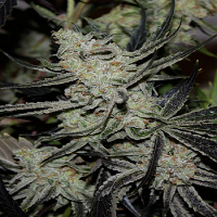 TGA Subcool Seeds Chernobyl Regular