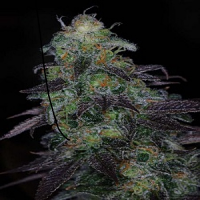 TGA Subcool Seeds Timewreck Regular