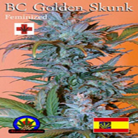 Next Generation Seeds BC Golden Skunk Feminized