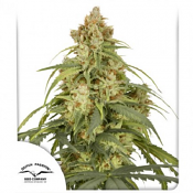Auto CBD-Victory - Feminized - Dutch Passion