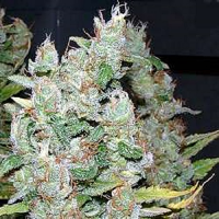 Delta 9 Labs Seeds White Widow Regular