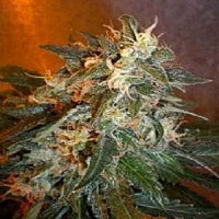 Flash Seeds Cobra Auto Feminized