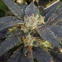 Rare Dankness Seeds Grape Ox Regular