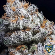 Purple Banana Cream - Feminized - T.H.Seeds