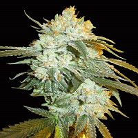 Big Head Seeds Head Stash Auto Feminized
