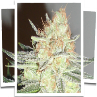 Emerald Triangle Seeds Cotton Candy Cane Feminised