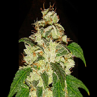 Lady Sativa Genetics Seeds KnightsBridge OZ Haze Regular