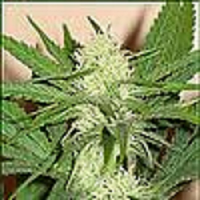 Soma Seeds Somantra Feminized