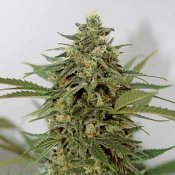 Amnesia Lemon Pie – Feminized – Garden of Green