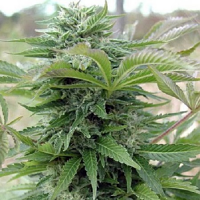 Spliff Seeds Afghani Gold Feminized (Gold)