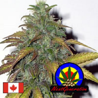 Next Generation Seeds Dynamite Regular