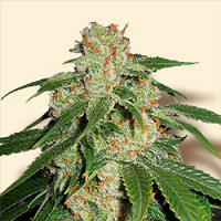 Bulk Seeds Jack Herer Feminized