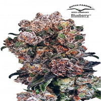Blueberry® - Regular - Dutch Passion