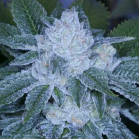 Archive Seeds Valley Girl Regular