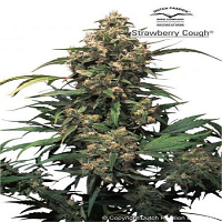 Dutch Passion Seeds Strawberry Cough Feminized