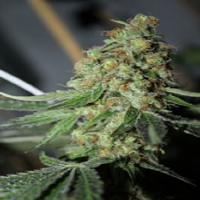 Connoisseur Genetics Seeds East Coast Cookies Feminized
