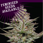 Family Jewels - Feminized - Humboldt Seed Company