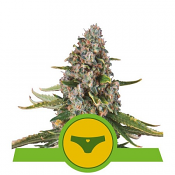 Sherbet Queen Auto - Feminized - Royal Queen Seeds