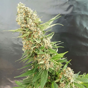 Critical Gorilla – Feminized – Expert Seeds