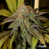2025 Cannabis Seed Collection - Bruce Banner - Feminized