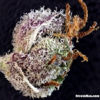 Rare Dankness Seeds The Ox Regular