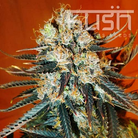 Kush Seeds Auto Kush Feminized